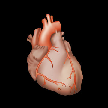 Human heart. Anatomy illustration. Red image, black background.