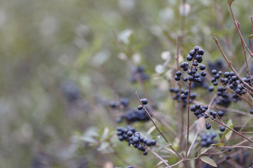 Deep blue and glossy berries on a shrub of the Wild Privet, Ligustrum vulgare, in autumn.
