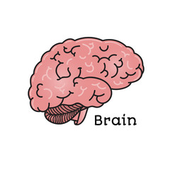 Human brain, anatomical vector illustration isolated on white background. Healthy human brain, anatomical illustration, physiology, healthcare