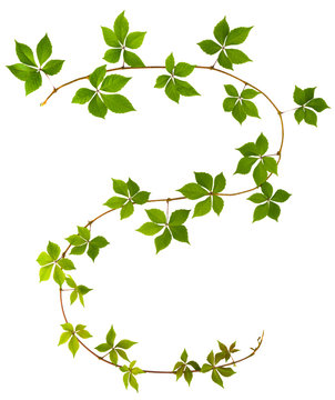 shape of S letter twig wild grape with green leaves on a white background