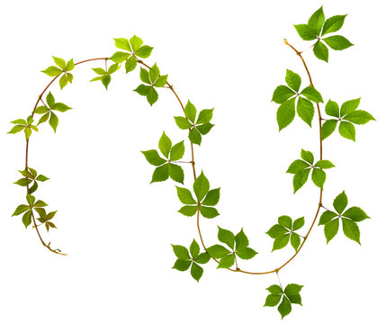 shape of S letter twig wild grape with green leaves on a white background