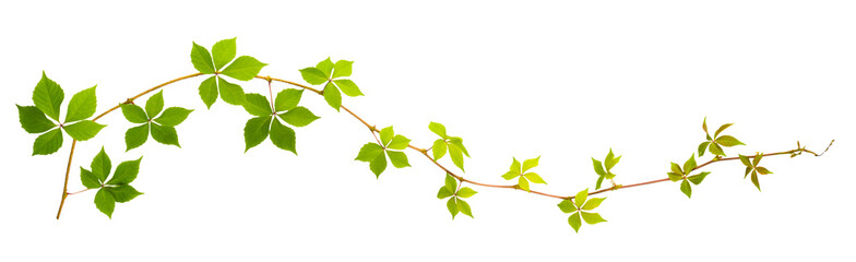 Fototapeta na wymiar sprigs of wild grape with green leaves on a white background