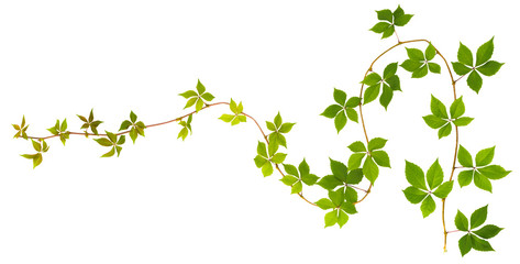 sprigs of wild grape with green leaves on a white background