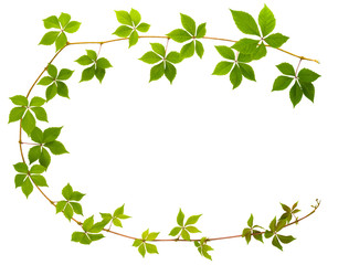 shape of c letter sprig of wild grape with green leaves on a white background