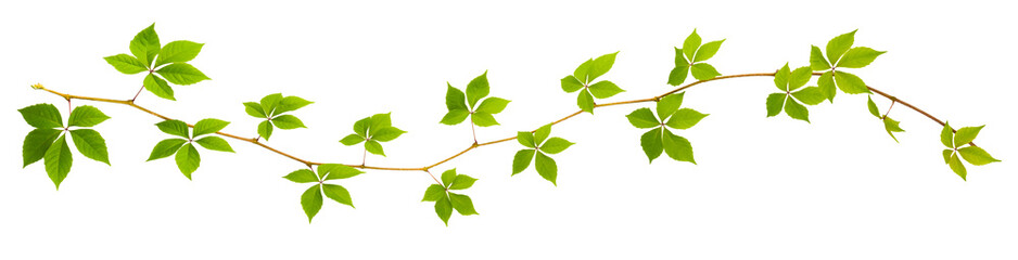 sprigs of wild grape with green leaves on a white background