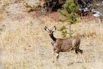 Mule Deer in the Pike National Forest of Colorado