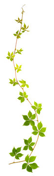 sprigs of wild grape with green leaves on a white background