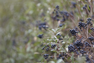 Deep blue and glossy berries on a shrub of the Wild Privet, Ligustrum vulgare, in autumn.