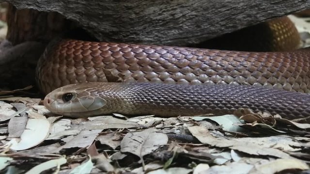 Eastern brown snake, considered the world's second most venomous land snake based on its LD50 value (SC) in mice. It is native to Australia, Papua New Guinea, and Indonesia.