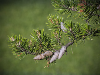 Jack pine branch
