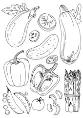 Set of vegetables. Fresh food. Pumpkins line drawn on a white background. Vector illustration. Coloring for adults