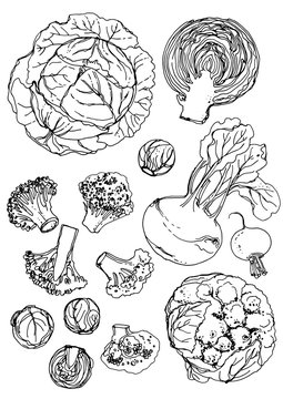 Set of vegetables. Fresh food. Pumpkins line drawn on a white background. Vector illustration. Coloring for adults