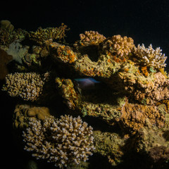 Naklejka na ściany i meble Night coral reef