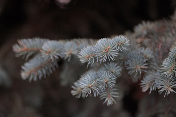 Christmas background. spruce branches. Spruce paws in the sun.