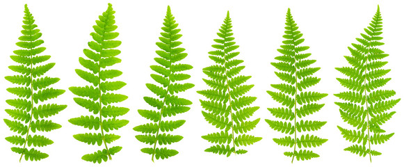 79 mpx Images set leaves fern isolated on white background in ma