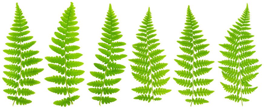Fototapeta 79 mpx Images set leaves fern isolated on white background in ma