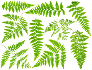 100 mpx Images set leaves fern isolated on white background in m