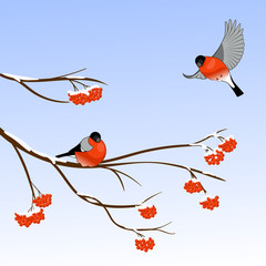 Bullfinch Birds on a Rowan Tree Branch in winter forest. Vector illustration