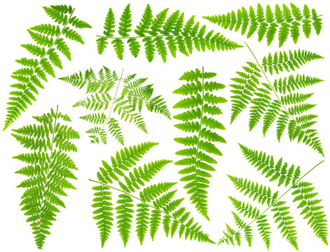 100 mpx Images set leaves fern isolated on white background in m