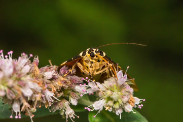Butterfly Euplagia Quadripunctaria.. drinks nectar from a flower
