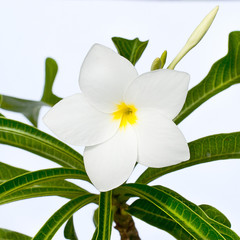 Obraz premium White flower.