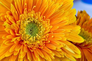 Macro orange Chrysanthemum in nature