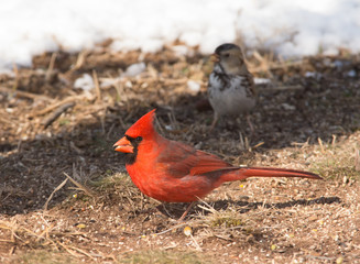 Male Northern Cardinal on the ground eating seeds, with snow and a sparrow on the background
