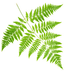leaf fern isolated on white background in macro lens shooting