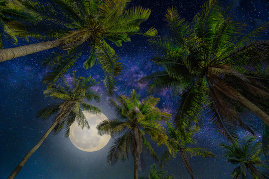 Silhouette coconut palm tree with the full Moon and Milky way galaxy on night sky background.