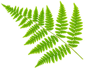 leaf fern isolated on white background in macro lens shooting