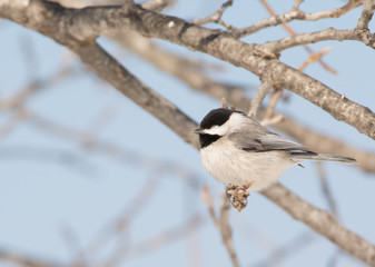 Obraz premium Tiny Carolina Chickadee taking a nap in an Oak tree in winter sun