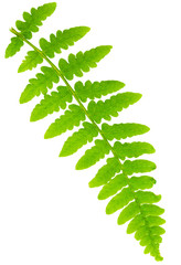 leaf fern isolated on white background in macro lens shooting