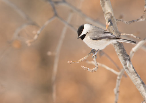 carolina Chickadee sitting on a tree branch, looking down for a place to land