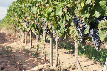 Fototapeta na wymiar Vineyard harvest. Ripe grapes in fall