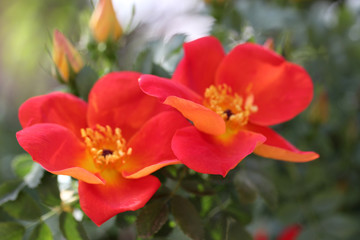 Obraz na płótnie Canvas Wild rose blooming 