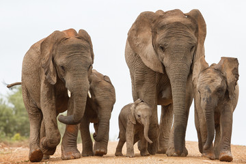 Elephant Family Group wih Baby © Michael