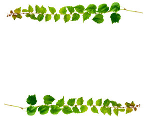 sprig of ivy with green leaves isolated on a white background