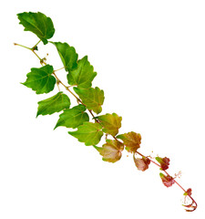 sprig of ivy with green leaves isolated on a white background