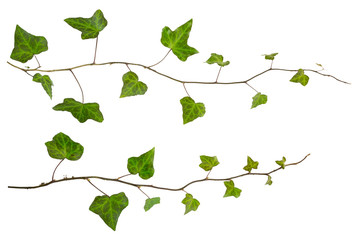 sprig of ivy with green leaves isolated on a white background