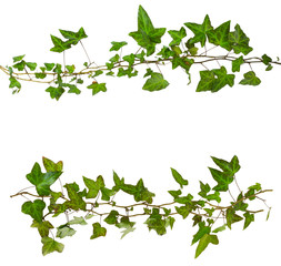 sprig of ivy with green leaves isolated on a white background