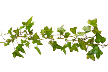 sprig of ivy with green leaves isolated on a white background