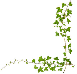 sprig of ivy with green leaves isolated on a white background