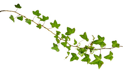 sprig of ivy with green leaves isolated on a white background
