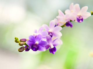 Orchid