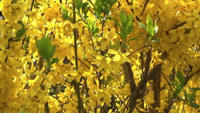 Gr&uuml;ne Bl&auml;tter mischen sich zwischen die gelben Forsythien und alles bewegt sich im Wind
