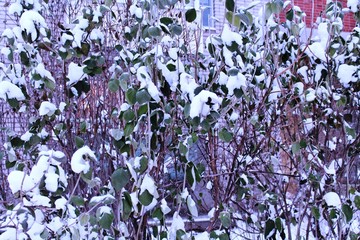 Green leaves in snow