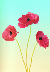 Obraz premium Bright red flowers on a summers day color background