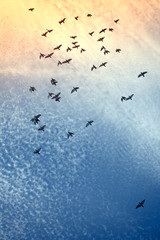 A flock of pigeons flying free in the summer sunset sky