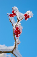 Frozen berries of viburnum on a background of blue sky