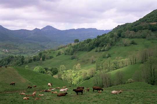 Salers cows in pastures, Cantal mountains, Auvergne, France